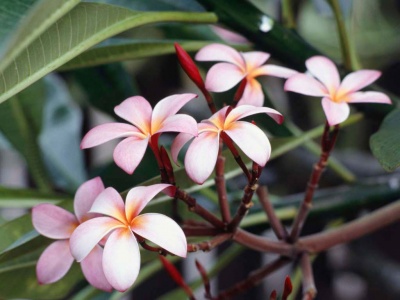'"fleur et fleur et fleur et fleur et fleur