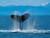 baleine et baleine et baleine et baleine